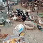 للبيع بط شرشيري و خضيري