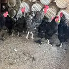 للبيع دجاج براهما و فيومي و بلدي موجود فديو وتساب