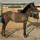 مهره شعبيه