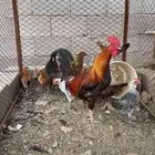 دجاجه مفرخه