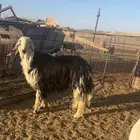 خروف نجدي معرف من ناحية الاب وامه عندي في المراحل وطيبه