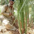 نخل للبيع فسايل وجثايث عربي وواشنطني زينه جده ومكه المكرمه و