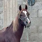 حصان شعبي فاخر