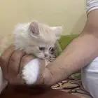 قط من ام شيرازي واب هملايا العمر شهرين