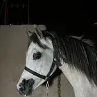 حصان واهو عربي اصيل حفيد العالمي فادي الشقب الاسم شجاع ال