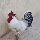 ديك