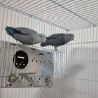 باروليت