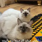 قطط للتبني