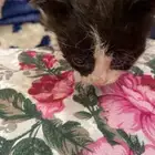 قط لتبني عمرها يومين