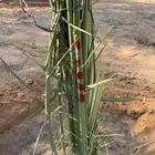 نخيل للبيع لتواصل جوال