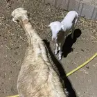 نعجه منتوج برخله السن لفاف