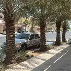 ابوياسين لبيع جميع انواع النخيل البلدي والواشنطن والفسيل