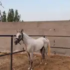فرس شعبيه من الفواخر الاب اسود ملكي