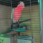 ببغاء جالا كوكاتو بالقفص للبيع علي السوم