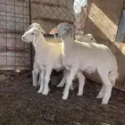 السلام عليكم ورحمة الله وبركاته