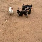 بط مسكوفي العدد 4