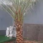 ابوياسين لبيع جميع انواع النخيل البلدي والواشنطن