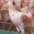 دجاج بياض شباب صحه ونظافه وتحصينات ريش تام