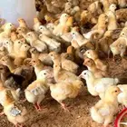 يوجد البط بكيني يوجد رومي صغير