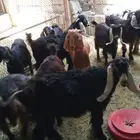 تيوس مندي