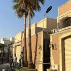 نخل وشنطني تقريبا 7متر للبيع