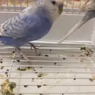 طيور البادجي أو الحب