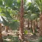 نخل واشنطني