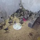 صوص فيومي الموقع الدسمه
