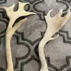 قرون غزلان للبيع