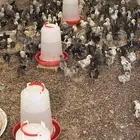 صوص هجين براهما