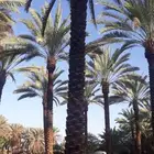 مقولات عامه