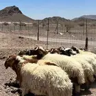طليان نعيمي ذبايح ( شامل الذبح والتغليف التوصيل )