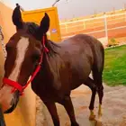 مهره شعبي