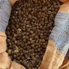 بذور البان ( الأيسر ) الكميه 2