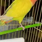 ببغاء روز
