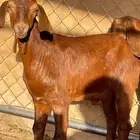 مشاريع فحول جم توم جروم