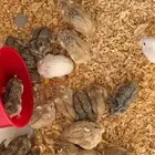 هامسترات للبيع