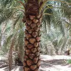 يوجد لدينا نخل عربي بجميع انواعها