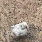 صيصان دجاج براهما للبيع