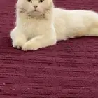 قطه ضايعه