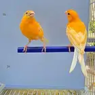أجواز كناري منتجه ( تم البيع )