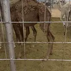 قعدان للبيع