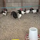 دجاج اللكن فلندر نوادر