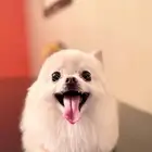 للبيع كلبه (انثى)اوكرانيه جميله ولعوبه