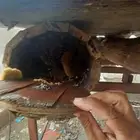 نحل للبيع 2 جفون السعر على السوم