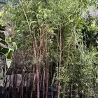 يوجد لدينا اشجار الزيتون وترمنليا وشجار ضل كبيره