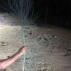 مورينجا عربى