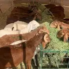 متوفر بالمزرعة برابر وسواكن ونعيمي مرابي 3 شهور