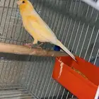 السلام عليكم للبيع جوز كناري النظافه  100  التغريد  نار