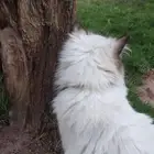 قط هملايا للتبني